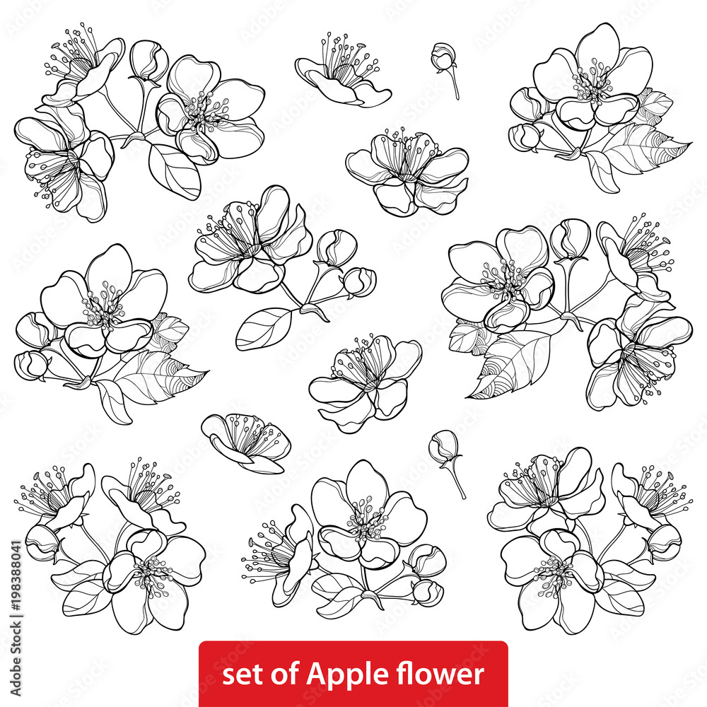 Vector set with outline blossoming Apple flower bunch and foliage in black isolated on white background. Ornate blossom Apple flowers and leaves in contour style for spring design and coloring book. Vector set with outline blossoming Apple flower bunch and foliage in black isolated on white background. Ornate blossom Apple flowers and leaves in contour style for spring design and coloring book.