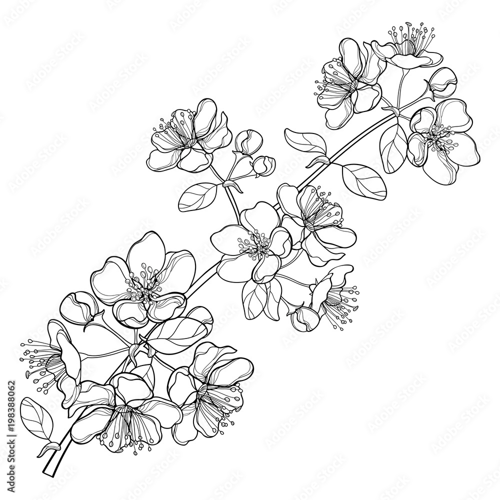 Vector branch with outline blossoming Apple flower bunch and foliage in black isolated on white background. Ornate blossom Apple flowers and leaves in contour style for spring design or coloring book. Vector branch with outline blossoming Apple flower bunch and foliage in black isolated on white background. Ornate blossom Apple flowers and leaves in contour style for spring design or coloring book.