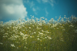 chamomile field, spring