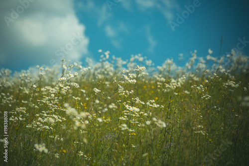 Fototapeta Naklejka Na Ścianę i Meble -  chamomile field, spring