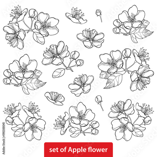 Vector set with outline blossoming Apple flower bunch and foliage in black isolated on white background. Ornate blossom Apple flowers and leaves in contour style for spring design and coloring book.