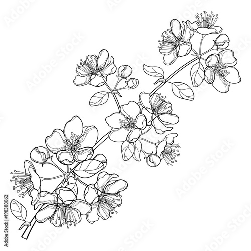 Vector branch with outline blossoming Apple flower bunch and foliage in black isolated on white background. Ornate blossom Apple flowers and leaves in contour style for spring design or coloring book.