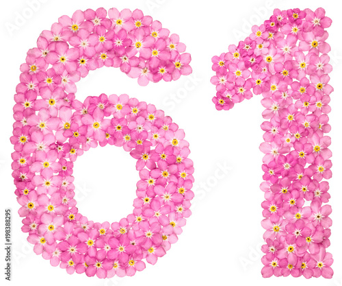 Arabic numeral 61, sixty one, from pink forget-me-not flowers, isolated on white background photo