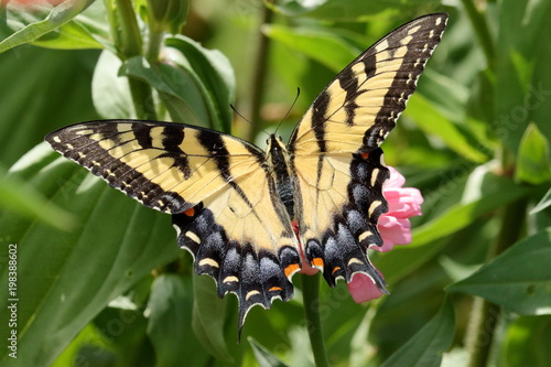 An Eastern Tiger Swallowtail Butterfly on a pink zinnia flower in the garden. © Melody Mellinger