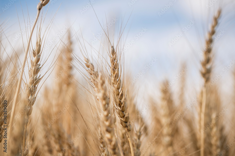 Ripe harvest, agricultural land. Gold wheat field and blue sky. Summer day, rural countryside. Ripe harvest, agricultural land. Gold wheat field and blue sky. Summer day, rural countryside.