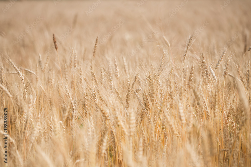 Ripe harvest, agricultural land. Gold wheat field and blue sky. Summer day, rural countryside. Ripe harvest, agricultural land. Gold wheat field and blue sky. Summer day, rural countryside.