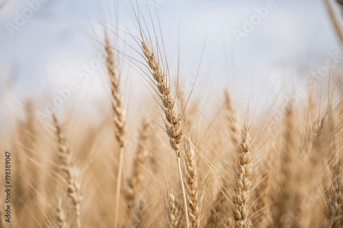 Ripe harvest  agricultural land. Gold wheat field and blue sky. Summer day  rural countryside.