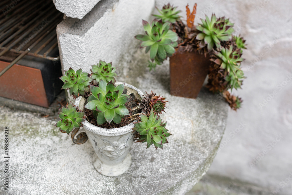 Succulent in concrete vase. Outdoor on the summer patio. Small townhouse perennial summer garden. Vienna, Austria.