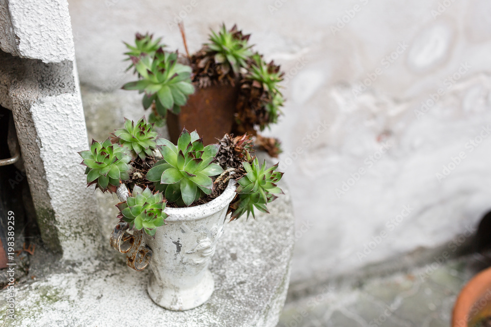 Succulent in concrete vase. Outdoor on the summer patio. Small townhouse perennial summer garden. Vienna, Austria. Succulent in concrete vase. Outdoor on the summer patio. Small townhouse perennial summer garden. Vienna, Austria.