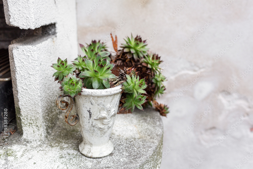 Naklejka premium Succulent in concrete vase. Outdoor on the summer patio. Small townhouse perennial summer garden. Vienna, Austria.
