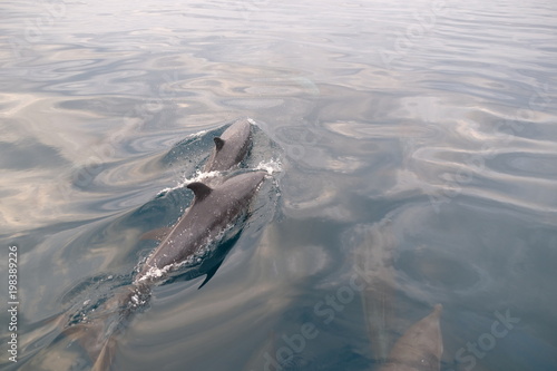 Group of dolphins with youngsters