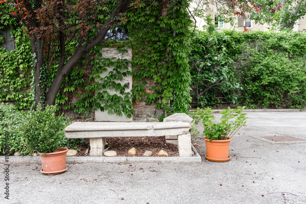 Green plants in pots. Outdoor on the summer patio. Small townhouse perennial summer garden. Vienna, Austria.