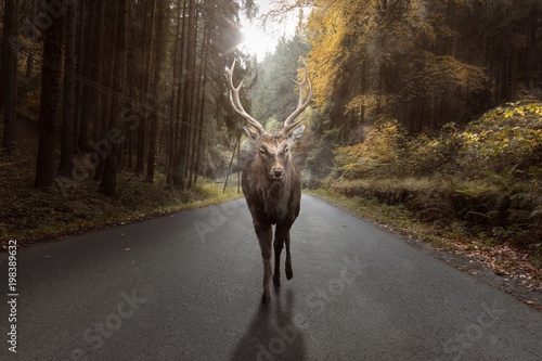 Hirsch auf eine Straße im Herbst photo