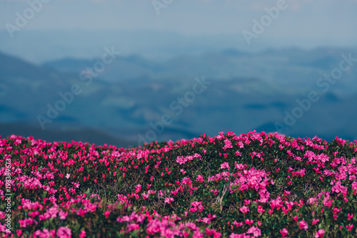 Magic pink rhododendron flowers on summer mountain. Dramatic sky and colorful sunset. Chornohora ridge  Carpathians  Ukraine  Europe.