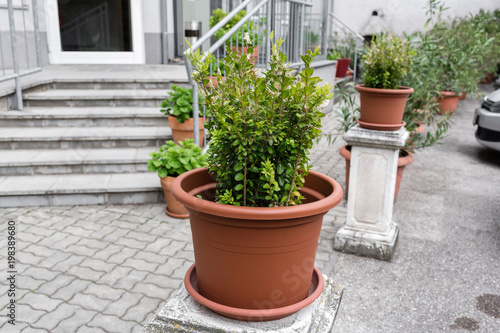 Green plants in pots. Outdoor on the summer patio. Small townhouse perennial summer garden. Vienna, Austria.