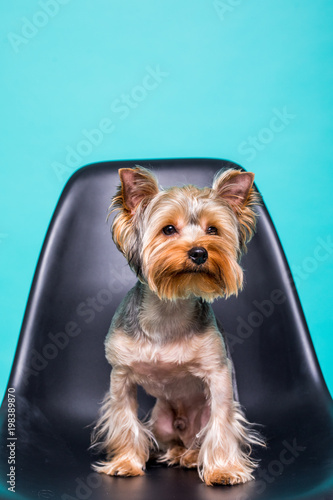 Lonely Yorkshire Terrier sitting on the chair isolated on green background