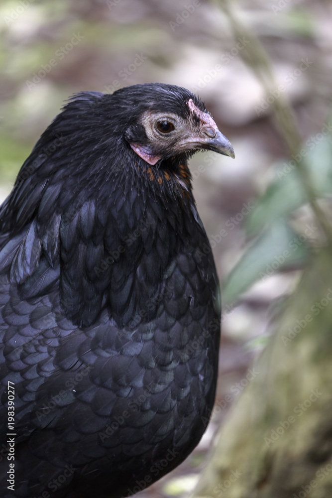 Fototapeta premium Dutch Bantam pullet