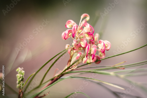 pink flowers