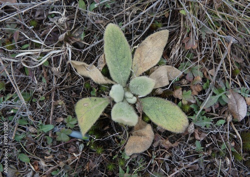 Common Mullein first year basal rosette leaves