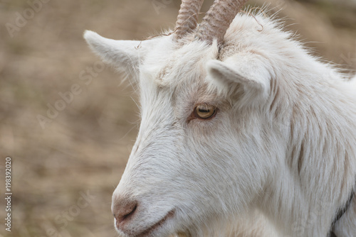 Closeup of a white furred goat