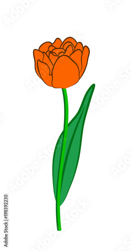 Vector illustration, flat cartoon orange tulip flower on green stem with leaf isolated on white background
