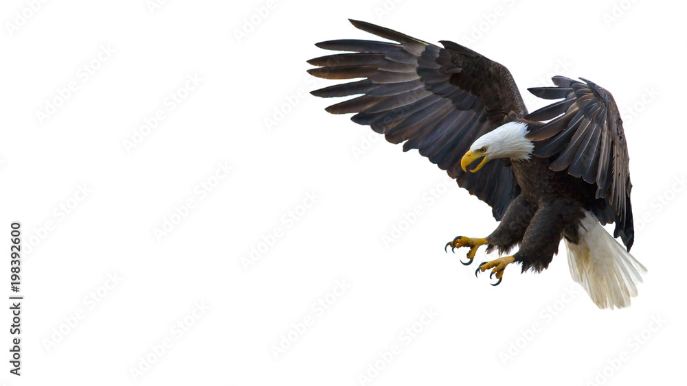 Bald Eagle Text Box Bald Eagle Text Box