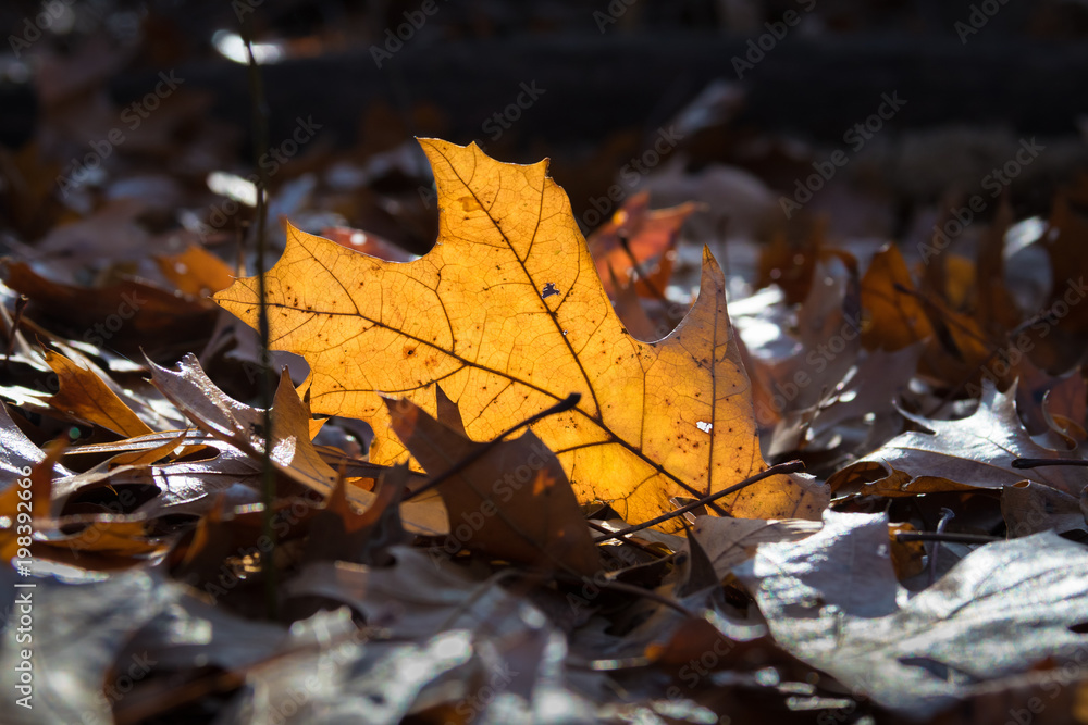 Fallen Oak leaf, laying on its edge, back lit and glowing orange with veins visible among other fallen leaves. Fallen Oak leaf, laying on its edge, back lit and glowing orange with veins visible among other fallen leaves.
