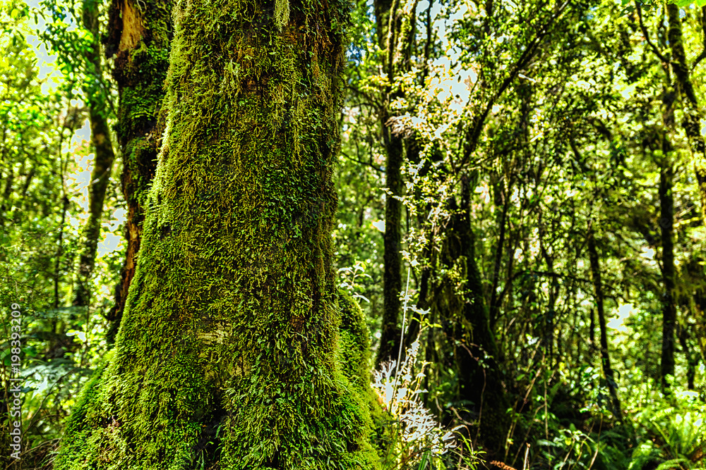 Big tree covered with moss in New Zealand forest Big tree covered with moss in New Zealand forest