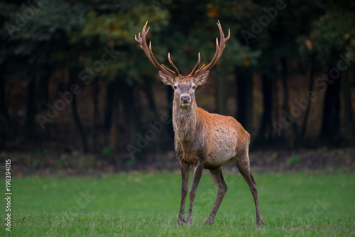 Red deer stag looks into camera
