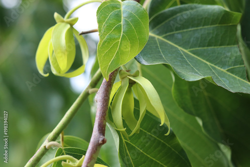 Cananga odorata ylang ylang fresh yellow flowers blossom on tree aroma plant in the natural beautiful in the garden at Thailand photo