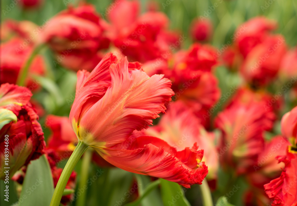 parrot tulips of keukenhof gardens in Lisse, Netherlands parrot tulips of keukenhof gardens in Lisse, Netherlands