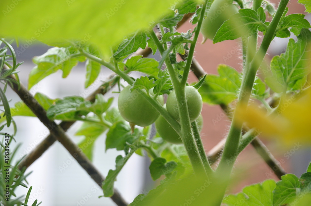 Tomatenpflanze Tomatenpflanze