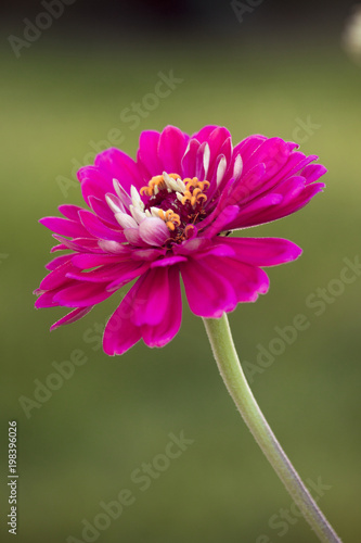 zinnia in full bloom on summer day 