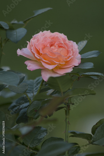 Rose in full bloom 