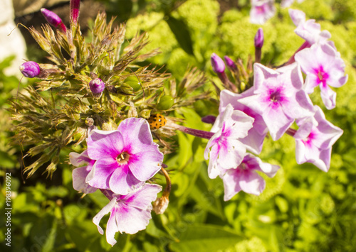 summer spray of flowers 