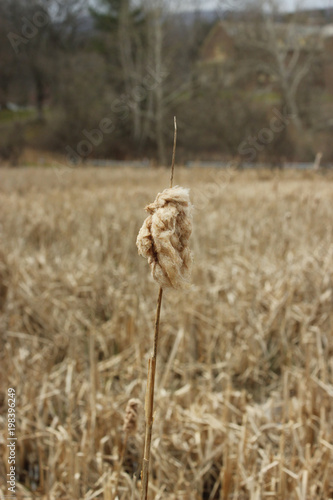 late fall cat tail 