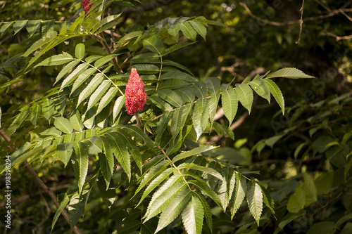 фотографія poison sumac