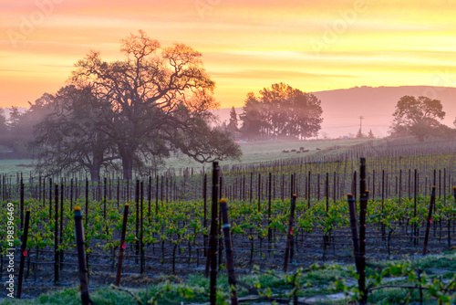 Vineyard Sunrise photo