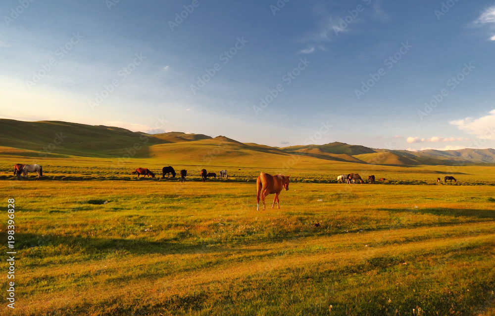 Horses at sunset on the grass in mountains of Kyrgyzstan Horses at sunset on the grass in mountains of Kyrgyzstan