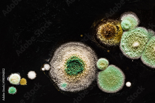 green yellow round fungal mold on a heterogeneous black surface, macro abstract background