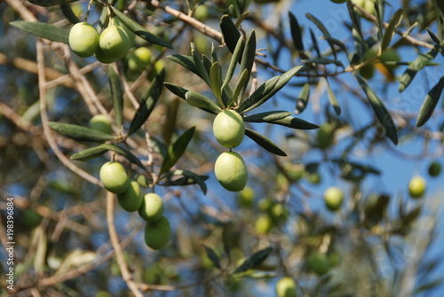 Frische Oliven am Baum