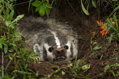 Foto North American Badger (Taxidea taxus) Snarls Out Close