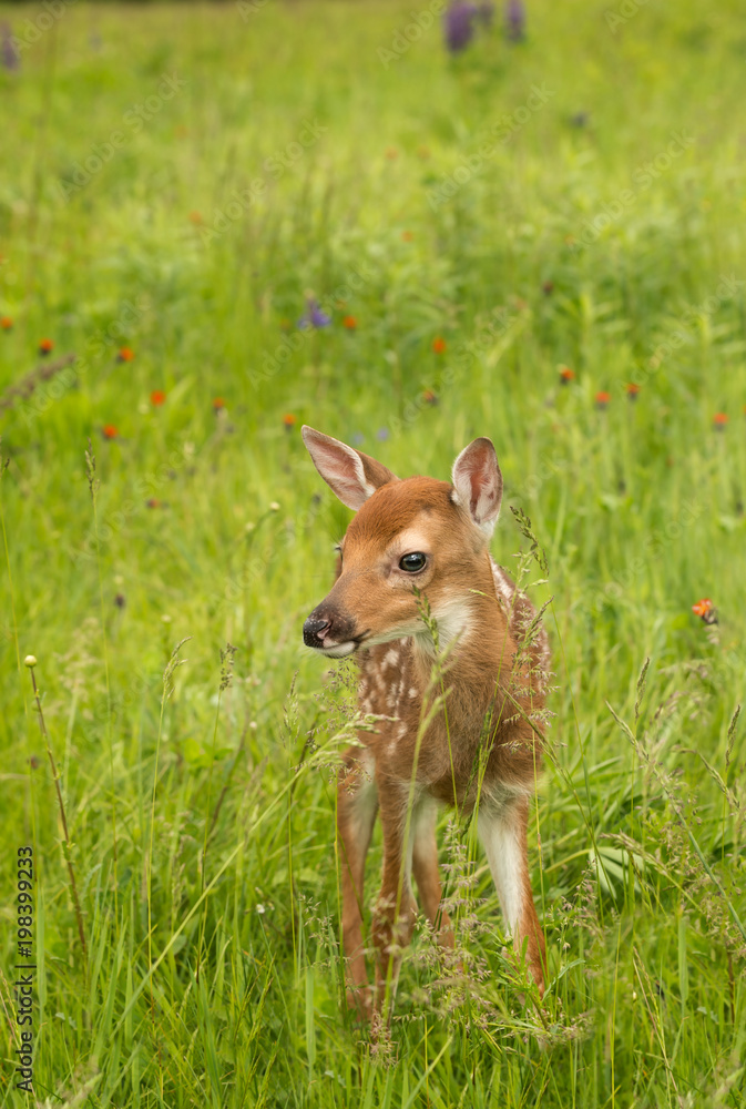 Fototapeta premium White-Tailed Deer Fawn (Odocoileus virginianus) Looks Forward