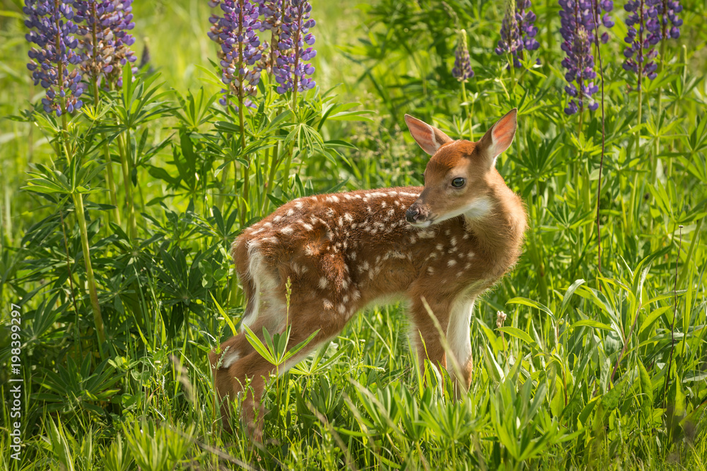 Fototapeta premium Jeleń bielik (Odocoileus virginianus) patrzy przez ramię