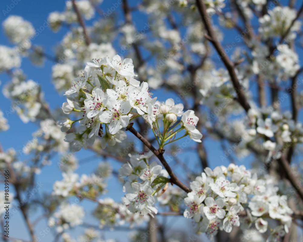 Clusters of white blossoms on an ornamental pear tree branch with a bright blue sky in the background.