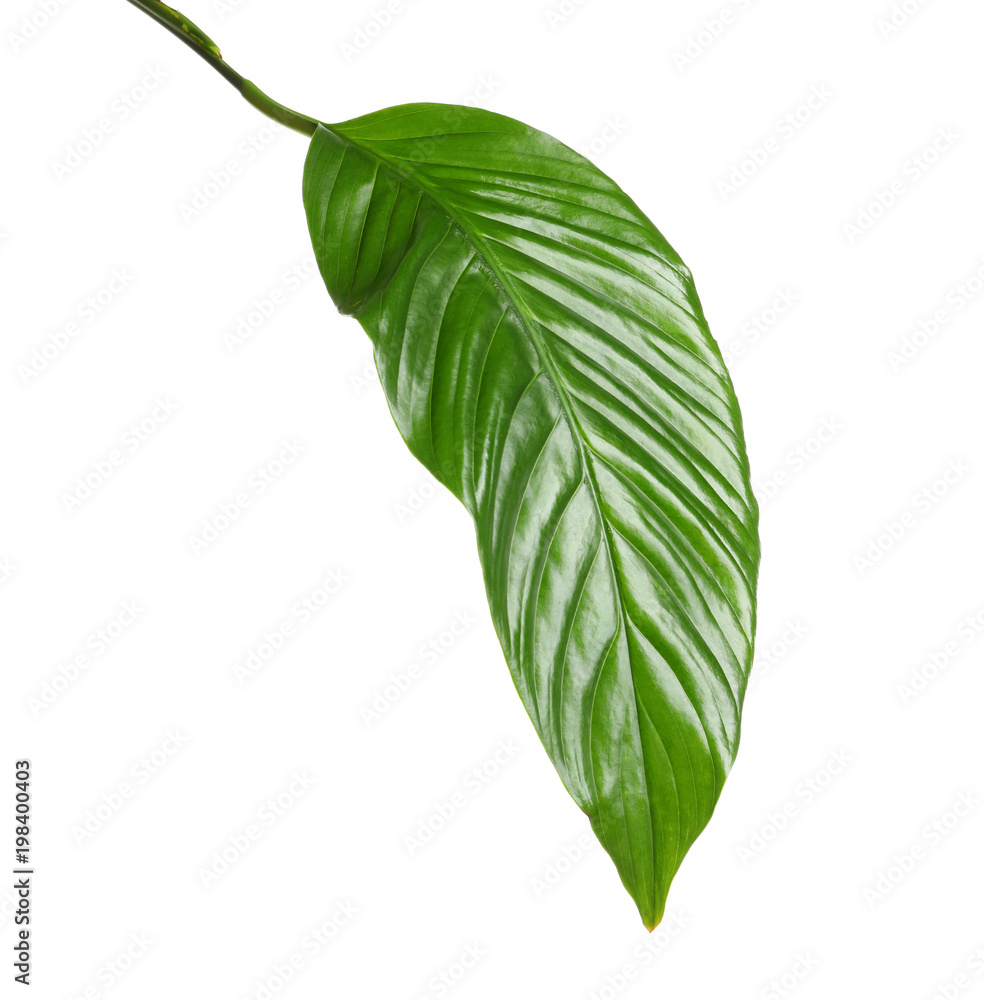 Beautiful tropical Spathiphyllum leaf on white background - obrazy, fototapety, plakaty 