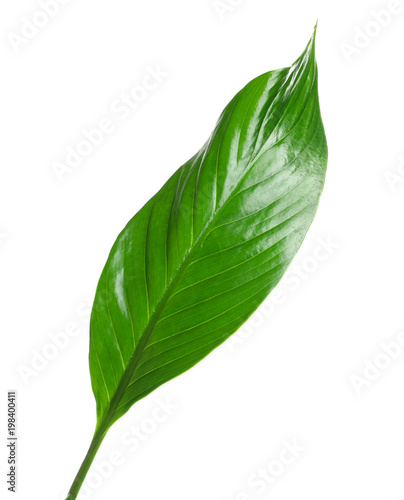 Beautiful tropical Spathiphyllum leaf on white background