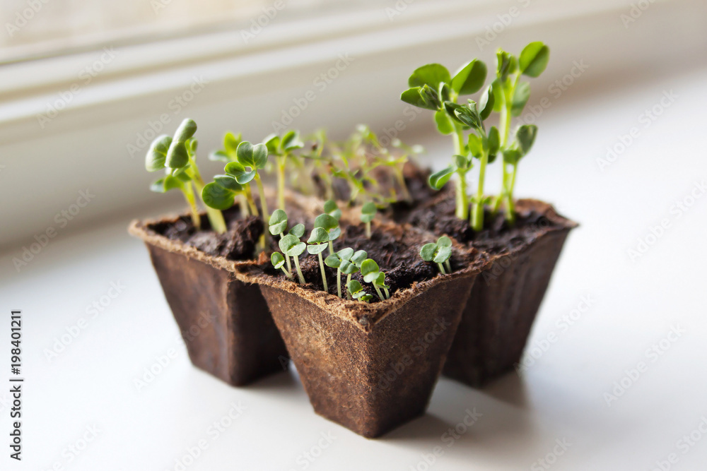 Home vegetable garden. Seedlings of radishes, basil, peas and dill. Home vegetable garden. Seedlings of radishes, basil, peas and dill.