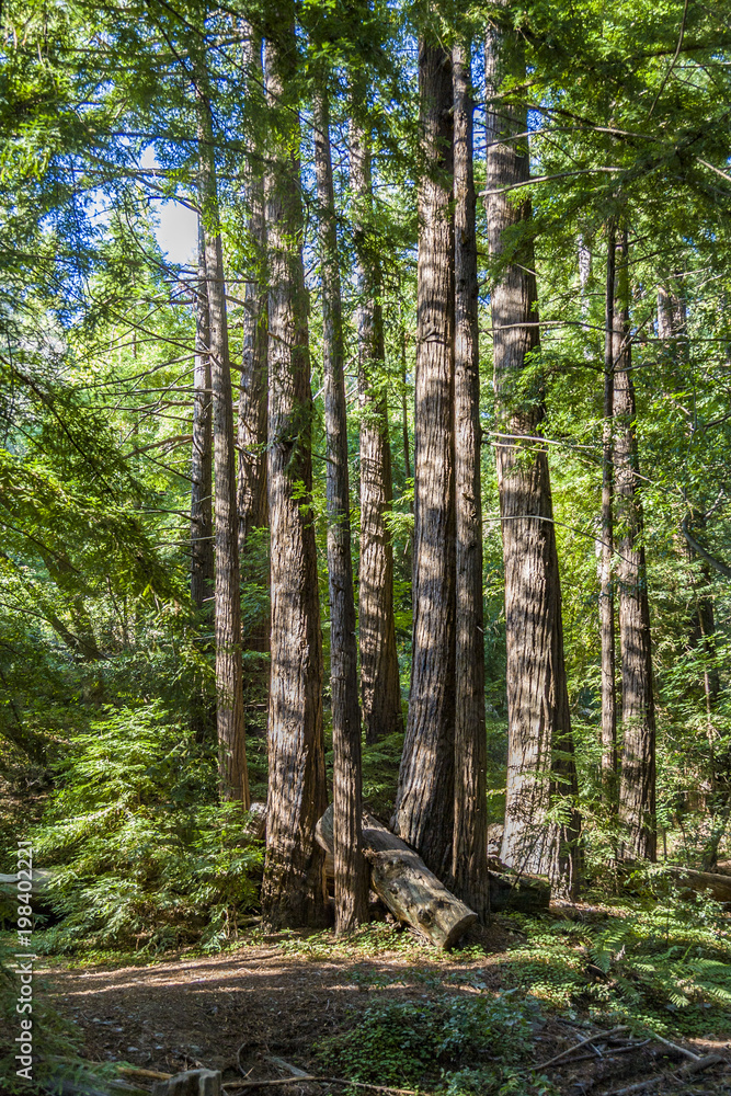 Obraz premium old big trees in the Pfeiffer Big Sur State Park