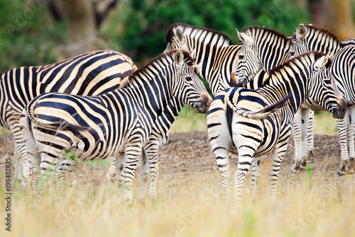 Burchell s Zebra  Kruger National Park  South Africa